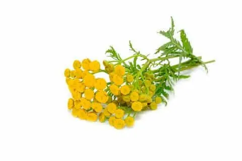 Blue Tansy Oil