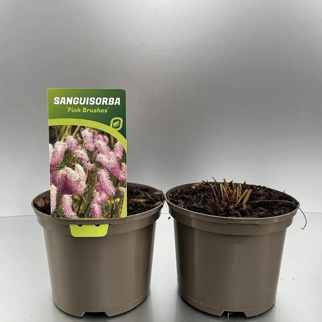 Sanguisorba Pink Brushes 2L