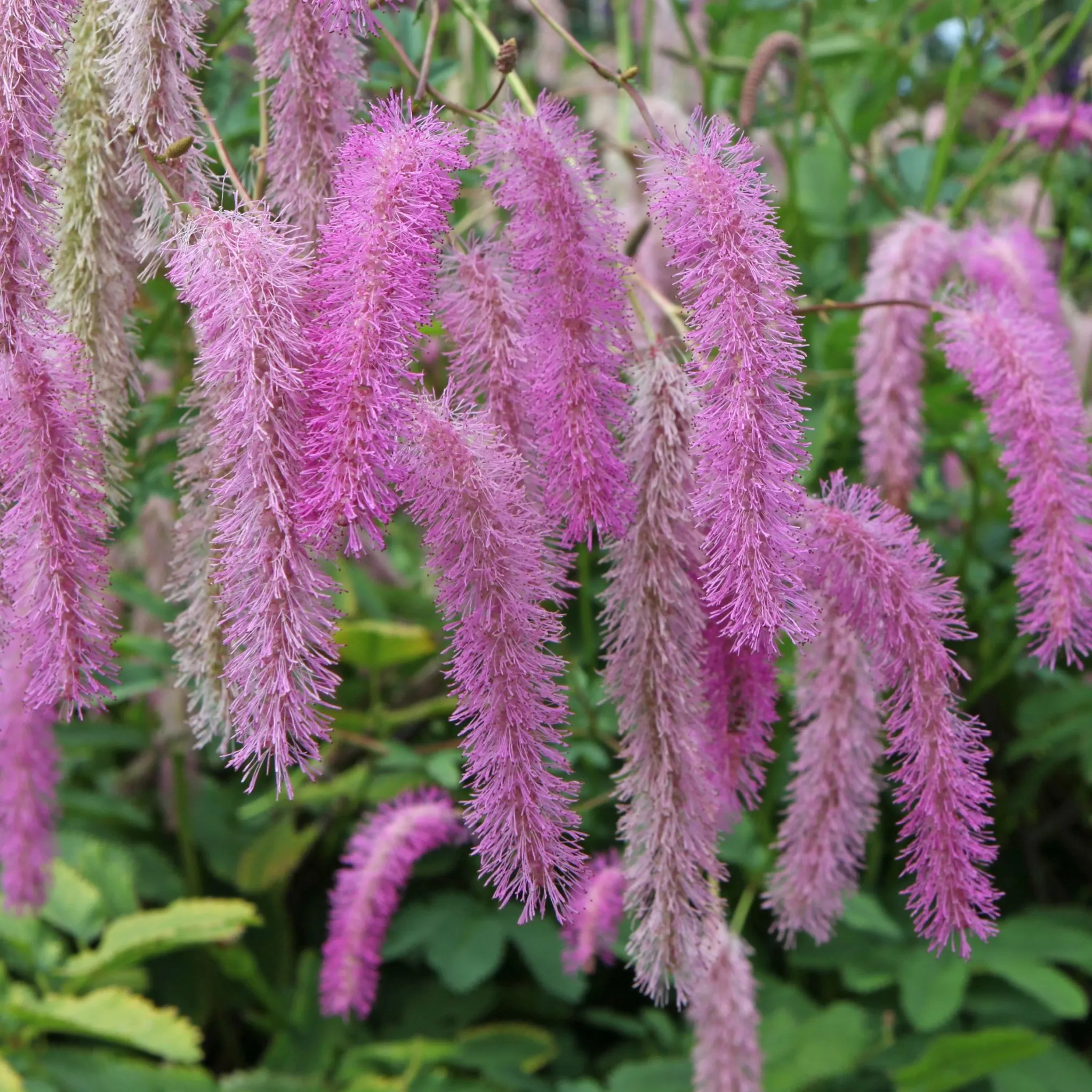 Sanguisorba Pink Brushes 2L